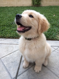 thecutestofthecute:  I want to be as happy as this lil floofin