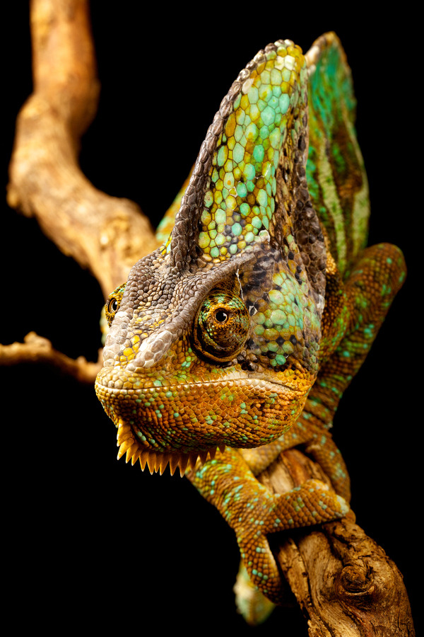 animalsarehype:  (via 500px / slow by Mark Bridger)