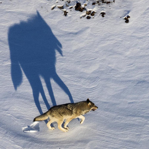 her-wolf:Photo by argonautphoto (Aaron Huey). The long shadow of a wolf from the NenanaRiver pack in