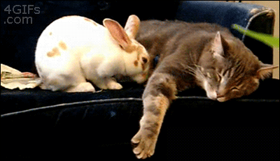 D'aww