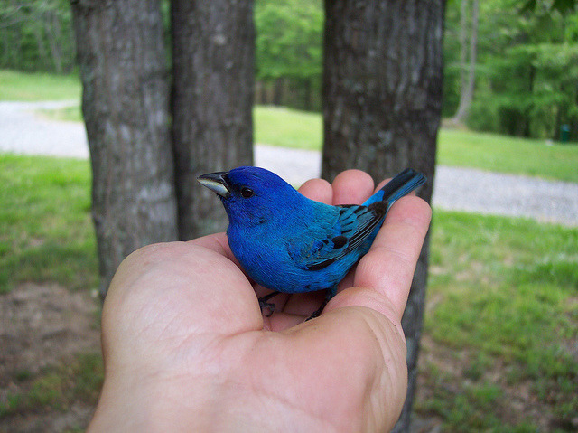animals-animals-animals:   Indigo Bunting (by Armed Forces Pest Management Board)