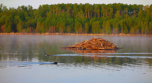 wapiti3:THE SLOWER YOU GO THE BIGGER YOUR WORLD GETS!beavers and ducks hiking elk island may 12 2016