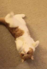 onlycatgifs:  src 