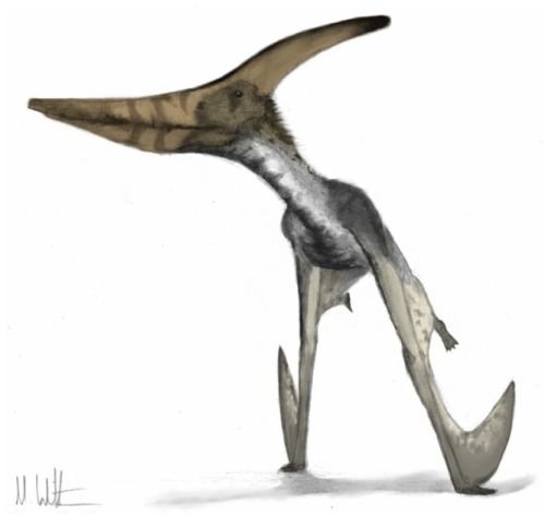 paleoillustration:Illustrations from ”Pterosaurs”, a book by Mark P. Witton&nb