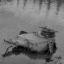 panzer-of-the-lake