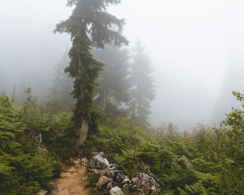 A Few turns along the trail, Washington  || IG: BToneVibes 