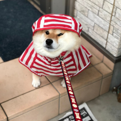 torukou: prisoner shibe refuses to walk