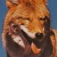 coyotetrots