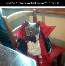 Tastefullyoffensive:  Best Pet Costumes Of Halloween 2013 (Part 2) [Submit]Previously: Part