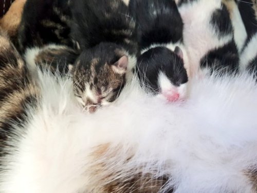 Incase you wondered whay 1 day old kittens look like