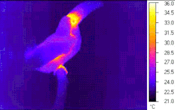 becausebirds:  This GIF shows how the toucan