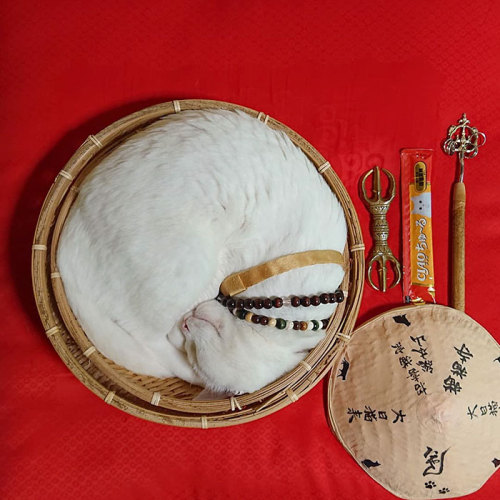 Nekojizo aka ねこ地蔵とおる (Japanese, b. 1964, Japan, based Kyoto, Japan) - Photos of Koyuki (white cat) a