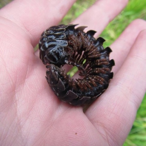 buggirl:A super cool robot, I mean millipede, that I found in the cloud forest of Ecuador. Platyrhac