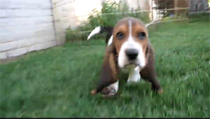 hounddogsrunning:  HIIIIYEEEE!!! 