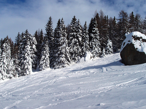 Pines