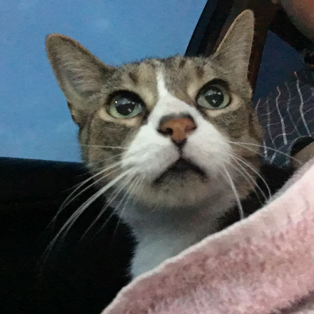 answers:  This is Sylvester. For those of you who aren’t familiar with his story,