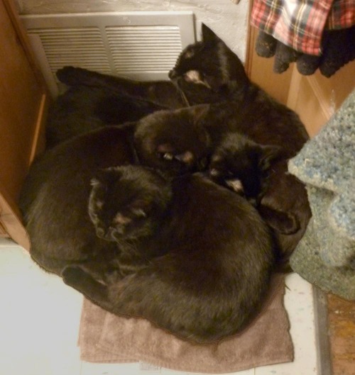 animatedamerican:  hangontothevine:  ydrill:  Cats in piles  Wildly stacked cats  Kitten piles are best piles. 