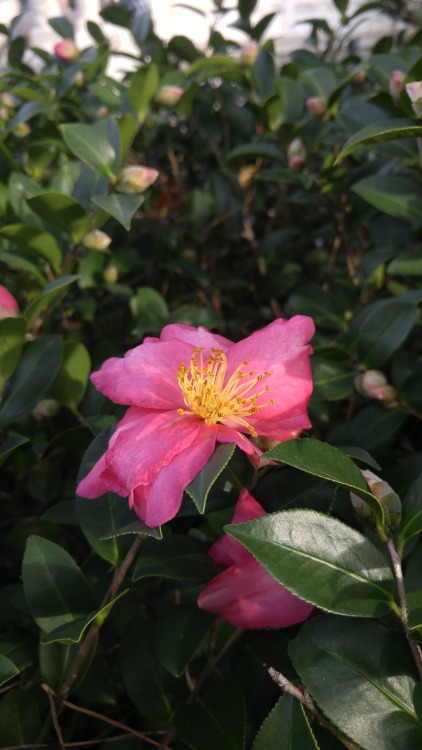 Camellia japonica is in the family Theaceae. Commonly known as Japanese camellia, it is native to ea