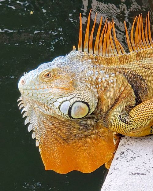 Just now. Up close and personal with an iguana. #miami #mothernature #wildlifephotography (at Miami,