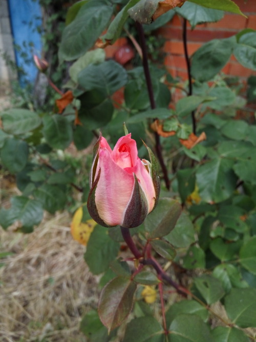 27/Jun/2016Grandpa isn’t here anymore, but the flowers he lovingly planted for grandma are sti