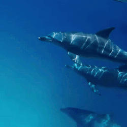 Aromantic Dolphin