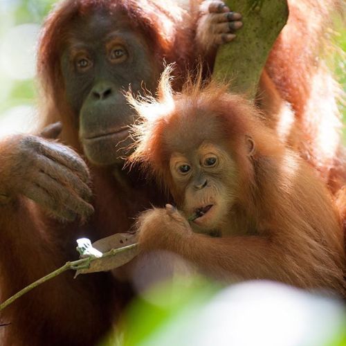 Orangutans rely on natural rain forests to survive. Palm plantations are destroying their futures an