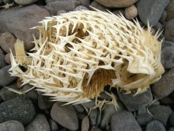 congenitaldisease:The skeleton of a puffer fish.