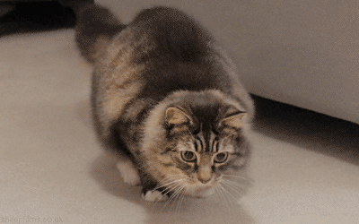 tastefullyoffensive:  Cat Buttwiggles [x]Previously: porn pictures