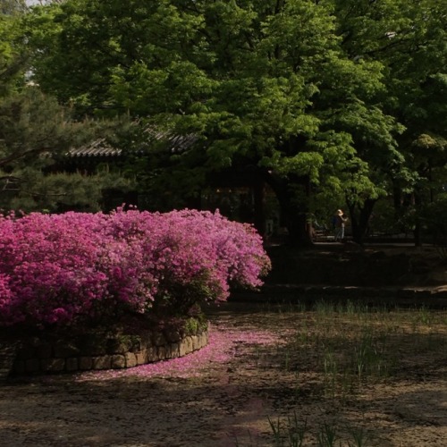 신상카페들과 중구 종로구 털기