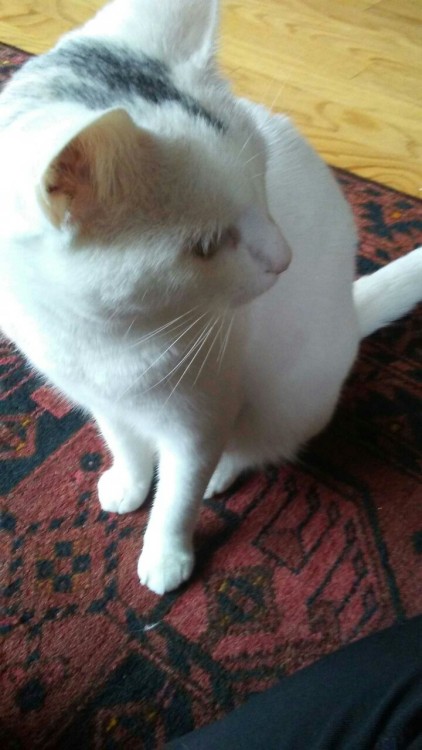 chaudandfriends:My kitty, Artemis @mostlycatsmostly