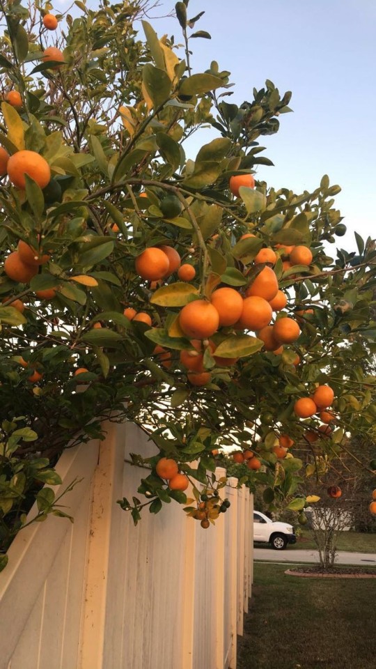 Oranges By Jean Little, Christopher Citro, "Our Beautiful Life When It's Filled With Shrieks", "Peace