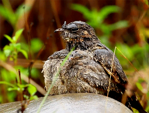 fat-birds:  allied nightjar(s).