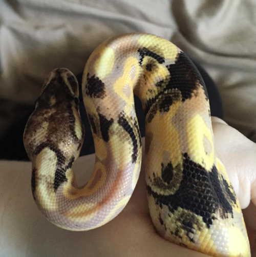 tailsandco:marzipan-riddles:welcome to my newest baby, marzipan!!marz is the cutest little paradox i