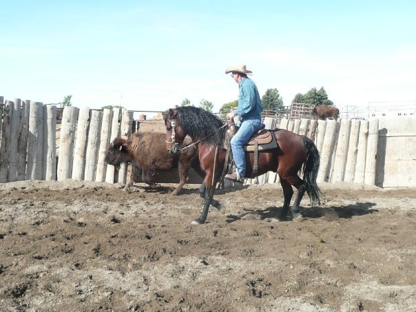 all-the-horses:LittleWood Rio BravadoPrimavera Bravado x Willowrun Hayli Morgan,