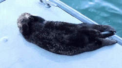 cute-overload:  A sea otter stretching!http://cute-overload.tumblr.com