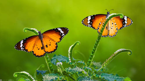 Queens Of The Meadow ! by Sunil Camera: Nikon D850