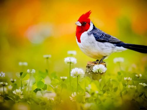 angelic nature