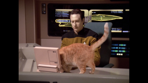 ugly-vorta:Every cat-owner working from home.