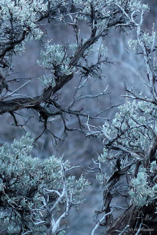 riverwindphotography:  Archaic: Sagebrush Abstract, Shoshone National Forest, Wyoming riverwindphoto