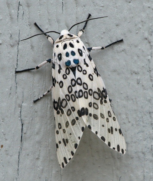 glamour:  Giant leopard moth regarding Cara: Babe stole my look. *Glamour