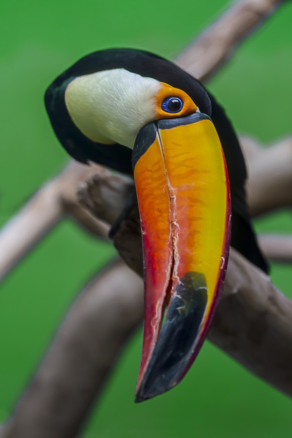 eqiunox:  Toucan  by Damian Buonamico on Fivehundredpx. 