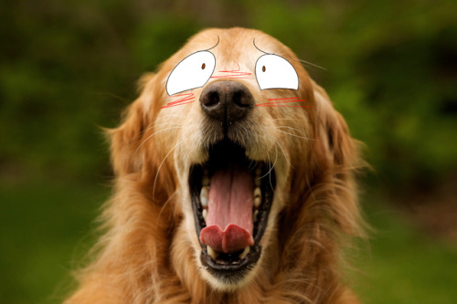 input-command:Drawing eyes over yawning dogs. XD!!