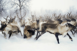 pineandantler:  reindeer  anne katja gaup