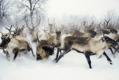 pineandantler:reindeeranne katja gaup