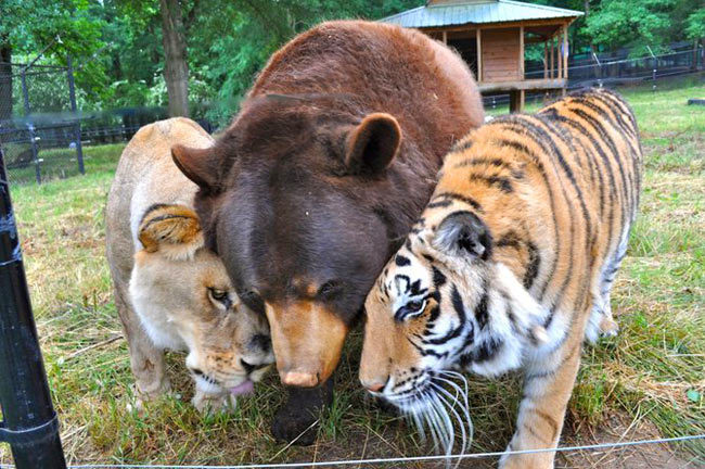 catsbeaversandducks:  Lion, Tiger And Bear Raised Together After Rescue From Drug