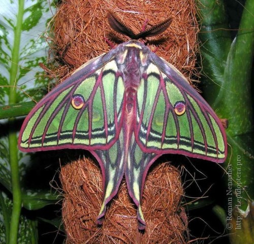 Graellsia Isabellae, The Spanish Moon Moth, Is In The Silkmoth Family Saturniidae. It Is The Only Species