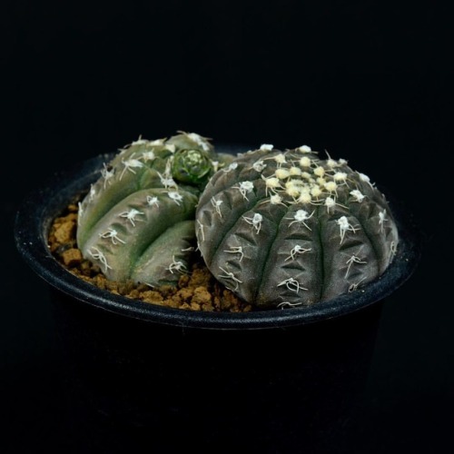 Gymnocalycium Ragonesii #cactus #サボテン #succulent #gymnocalycium  www.instagram.com/p/BqcB4s4
