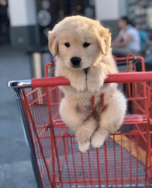 doggosource:shopping for the essentials