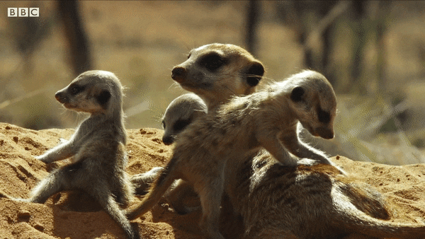 Meerkats vs Robot Cobra | Spy In The Wild | BBC Earth