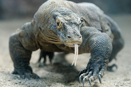 Facts About The Komodo Dragon That Kids Would Enjoy Reading